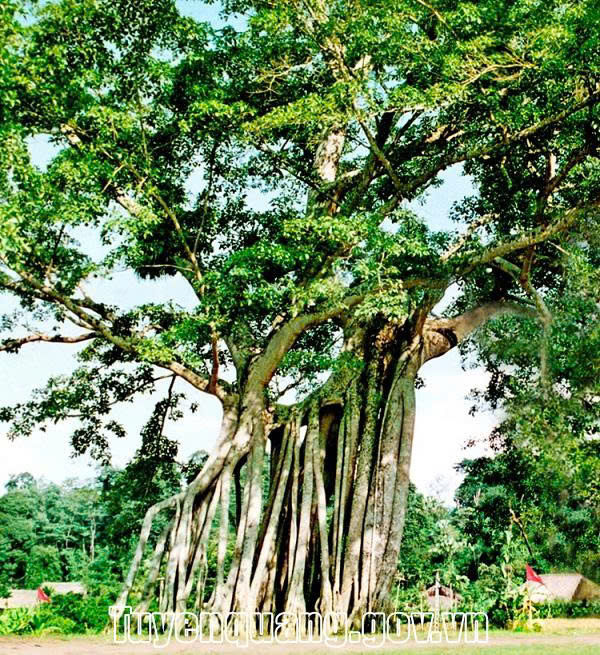 Thông tin chỉ đạo điều hành